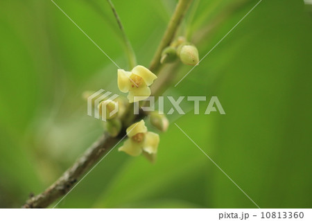 自然 植物 ヤエヤマコクタンの花、材は高級三線の棹になるそうです 自然 植物 ヤエヤマコクタンの花、材は高級三線の棹になるそうです 10813360