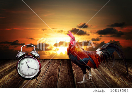 Wake up with rooster crows concept Wake up with rooster crows concept 10813592