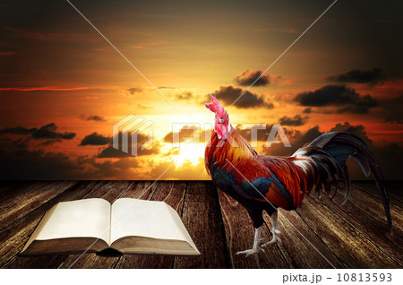 Wake up in morning with rooster crows for read Wake up in morning with rooster crows for read 10813593