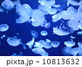 クラゲ 10813632