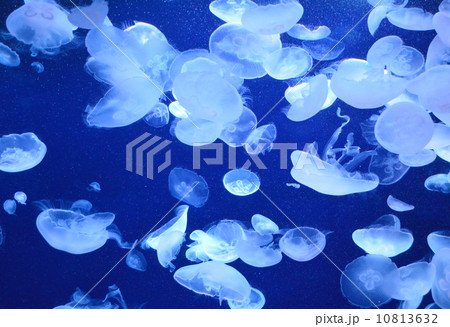 クラゲ 10813632