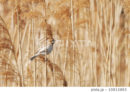 オオジュリン オオジュリン 10813863