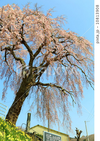 絵松神社の桜 絵松神社の桜 10813908