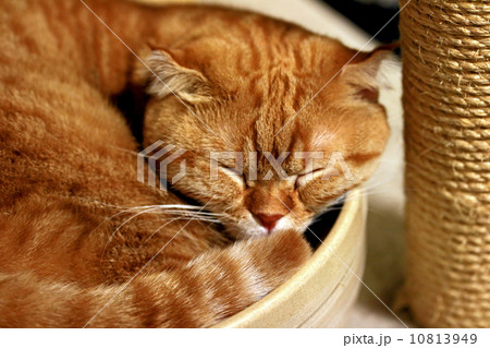 猫 猫 10813949