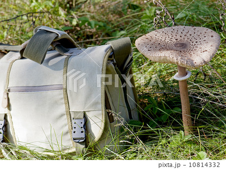 Parasol mushroom (Macrolepiota procera) and travel bag Parasol mushroom (Macrolepiota procera) and travel bag 10814332