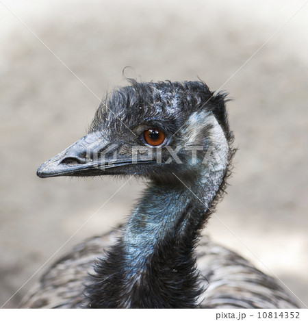 Emu (Dromaius novaehollandiae) 10814352