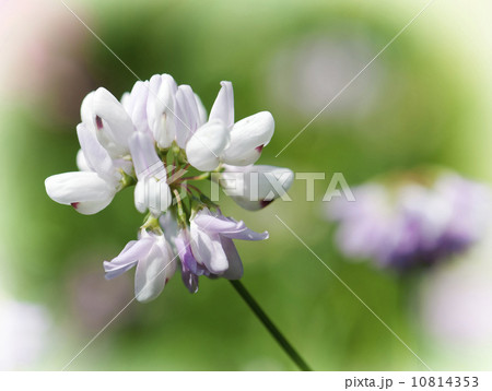 Spring white flower on green background 10814353