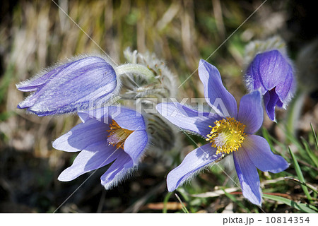 Pulsatilla slavica flower Pulsatilla slavica flower 10814354