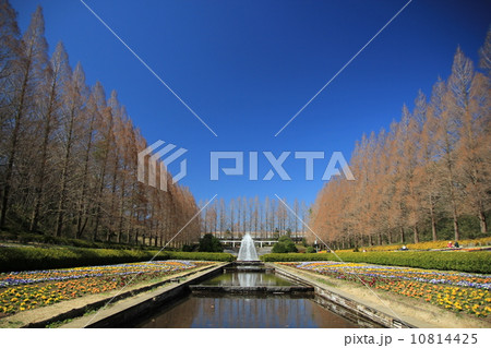 相模原公園 10814425
