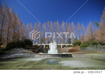 相模原公園 10814427
