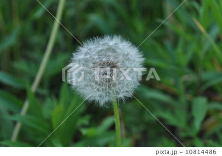 たんぽぽ 10814486