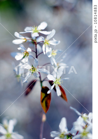 ジューンベリー 10814883