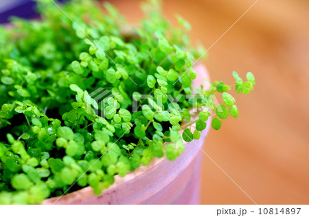 ベビーリーフ 10814897