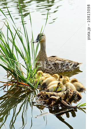 黄色い産毛のカルガモの赤ちゃん達と親鴨 10815098
