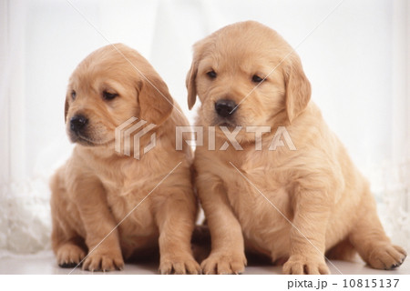 かわいい子犬 10815137