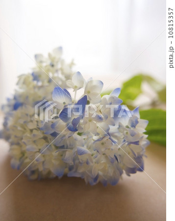紫陽花 10815357