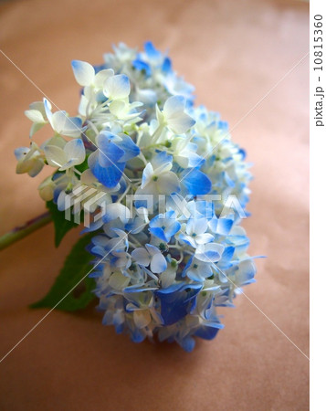 紫陽花 紫陽花 10815360