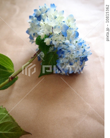紫陽花 10815362