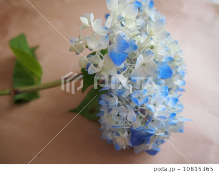 紫陽花 紫陽花 10815365
