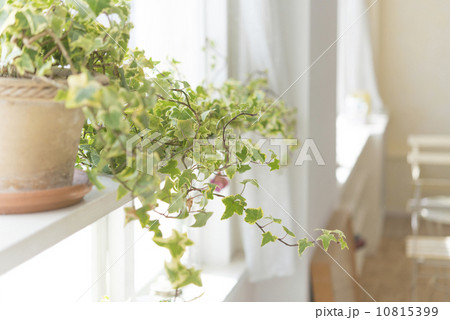 観葉植物のある部屋 観葉植物のある部屋 10815399