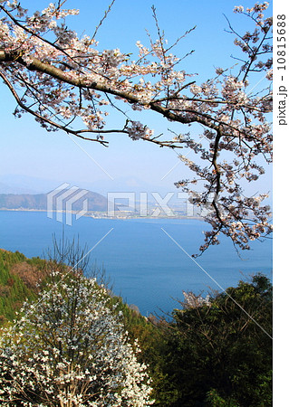 海津大崎桜 10815688