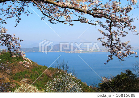 海津大崎桜 10815689