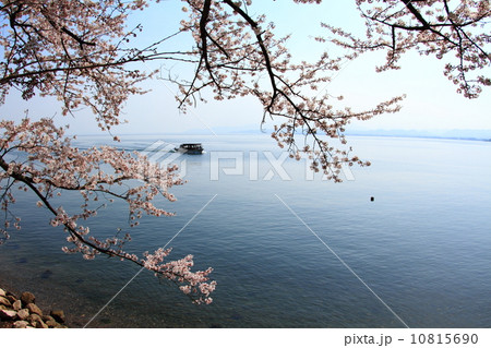海津大崎桜 10815690