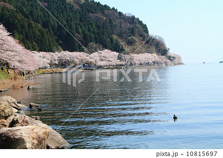 海津大崎桜 10815697