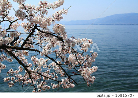 海津大崎桜 10815707