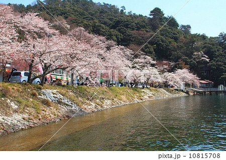 海津大崎桜 10815708