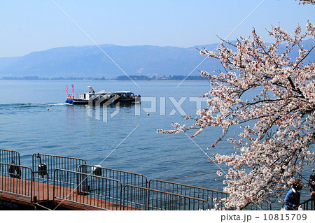 海津大崎桜 10815709