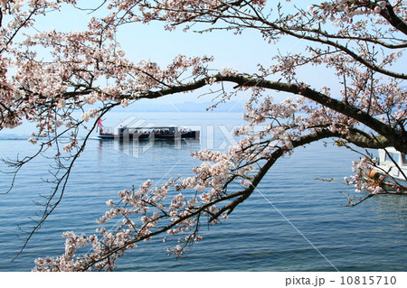 海津大崎桜 10815710