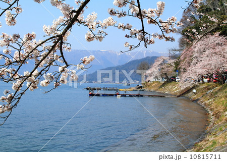 海津大崎桜 10815711