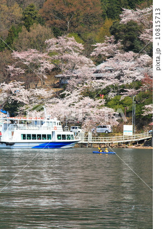 海津大崎桜 10815713