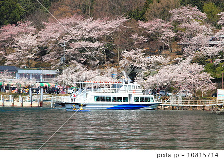 海津大崎桜 10815714