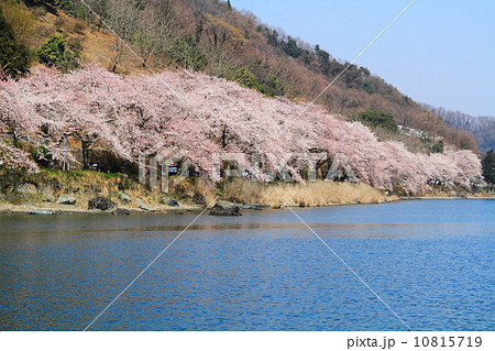 海津大崎桜 10815719