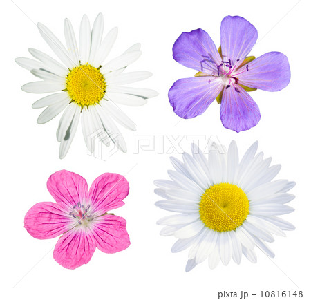 Wild flowers collection 10816148