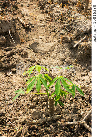 Cassava or manioc young plant field Cassava or manioc young plant field 10816339