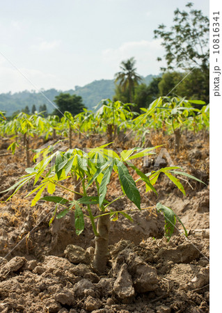 Cassava or manioc young plant field 10816341