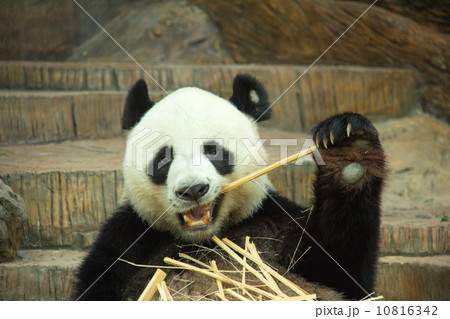 Giant panda bear eating bamboo 10816342