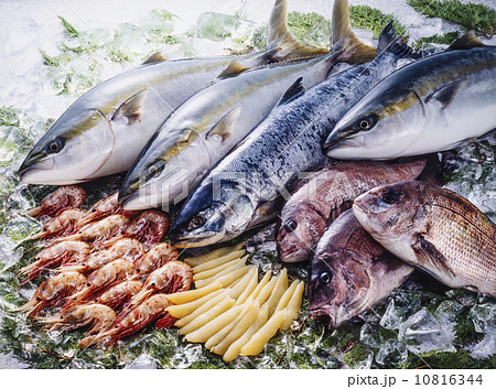 鮮魚の集合 氷の上の新鮮な魚 海の恵 いろいろな新鮮魚 イメージ素材の写真素材 [10816344] - PIXTA