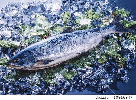 獲れたての鮭　 生鮭　北海道産 10816347