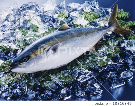 獲れたてのブリ 鮮魚 出世魚の写真素材