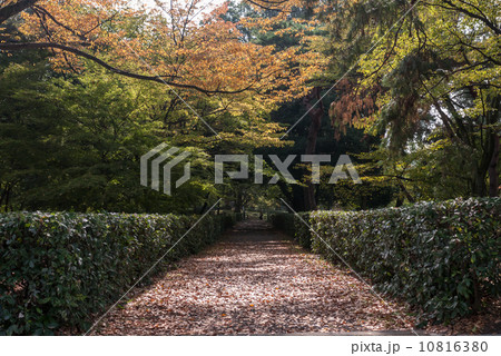 京都御苑 10816380