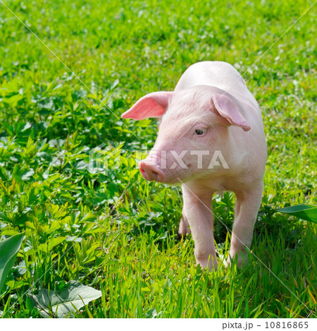 funny pig on a green grass 10816865