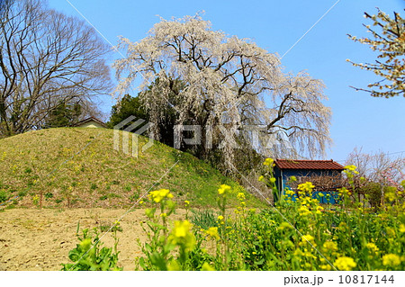 蛇盛塚としだれ桜 蛇盛塚としだれ桜 10817144