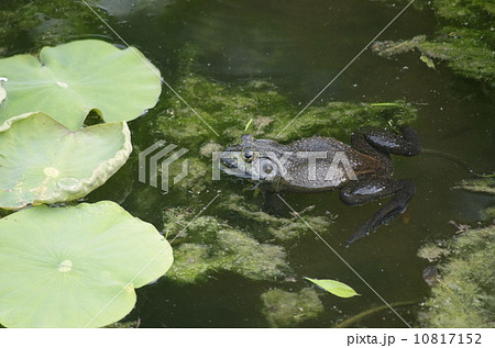 蓮池に浮かぶウシガエル 10817152