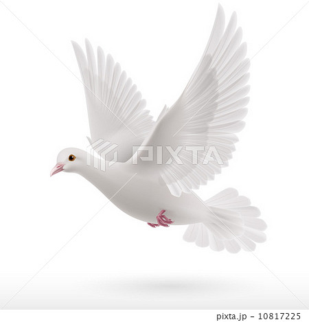 White dove 10817225