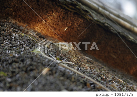 岡山後楽園の茅葺き屋根を歩くビンズイ 10817278