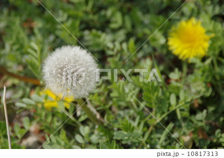 たんぽぽの花と綿毛 10817313